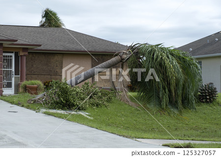 Tree removal after hurricane damage to palm tree in Florida home backyard. Fallen down debris after strong tropical storm winds. Consequences of natural disaster Tree removal after hurricane damage to palm tree in Florida home backyard. Fallen down debris after strong tropical storm winds. Consequences of natural disaster 125327057