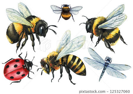 Watercolor insects clipart set with honey bees, bumblebees, ladybug, dragonfly, vintage natural collection isolated 125327060