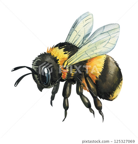 Bumblebee insect yellow and black striped fluffy body. Wings isolated scientific art. Watercolor painting clipart design Bumblebee insect yellow and black striped fluffy body. Wings isolated scientific art. Watercolor painting clipart design 125327069