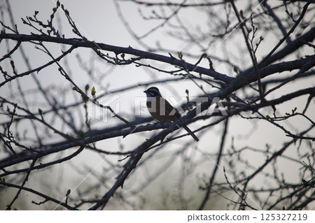 Stick to the branches 125327219