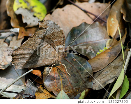 一隻冬眠的蛺蝶科黑斑天蛾，模仿森林地面上的枯葉 125327293
