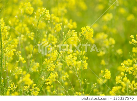 Rapeseed field Rapeseed field 125327570