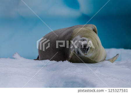 Crabeater Seal resting on a sheet of ice 125327581