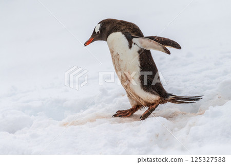 Gentoo colony at Danco Island Gentoo colony at Danco Island 125327588