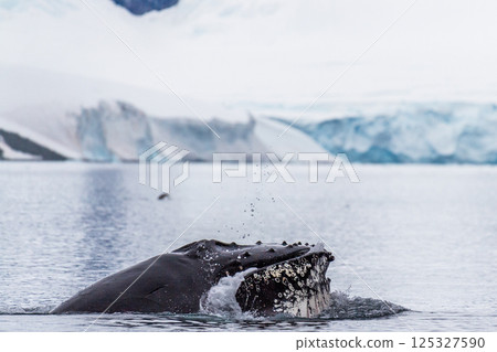 Close-up of a Whele Head Close-up of a Whele Head 125327590