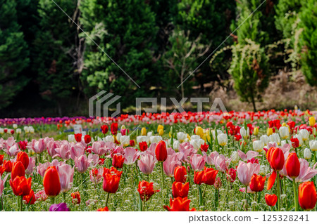 鬱金香盛開 125328241