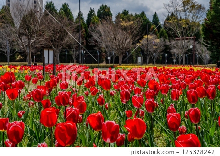 紅色鬱金香 125328242