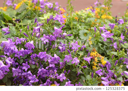 Spring pink flowers with green leaves on streets in city, Italy. Seasons and nature. Background for design. Spring pink flowers with green leaves on streets in city, Italy. Seasons and nature. Background for design. 125328375