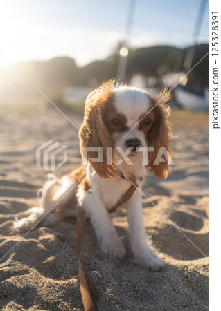 A cute Cavalier King Charles Spaniel puppy sitting on a sandy beach during sunset. The soft sunlight creates a warm and peaceful atmosphere, perfect for themes of leisure, pets, and nature. A cute Cavalier King Charles Spaniel puppy sitting on a sandy beach during sunset. The soft sunlight creates a warm and peaceful atmosphere, perfect for themes of leisure, pets, and nature. 125328391