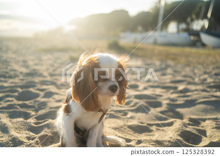 A cute Cavalier King Charles Spaniel puppy sitting on a sandy beach during sunset. The soft sunlight creates a warm and peaceful atmosphere, perfect for themes of leisure, pets, and nature. 125328392