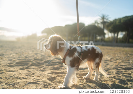 A cute Cavalier King Charles Spaniel puppy sitting on a sandy beach during sunset. The soft sunlight creates a warm and peaceful atmosphere, perfect for themes of leisure, pets, and nature. 125328393