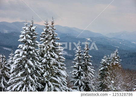 Pine trees covered with fresh fallen snow in winter mountain forest in cold gloomy evening. 125328786