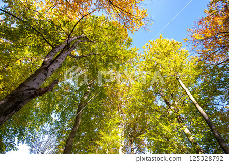 Perspective from down to up view of autumn forest with bright orange and yellow leaves. Dense woods with thick canopies in sunny fall weather. 125328792