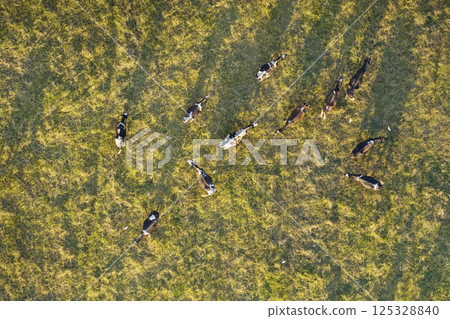 Milk cows grazing on green farm pasture. Production of organic dairy products. Feeding of cattle on farmland grassland 125328840