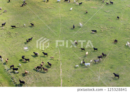 Milk cows grazing on green farm pasture. Feeding of cattle on farmland grassland Milk cows grazing on green farm pasture. Feeding of cattle on farmland grassland 125328841