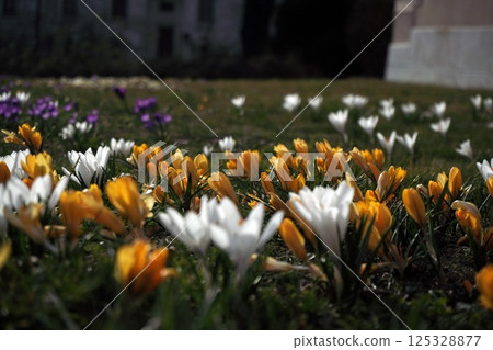 delicate yellow and white crocuses in a clearing on a sunny spring day. first flowers after winter and the change of seasons delicate yellow and white crocuses in a clearing on a sunny spring day. first flowers after winter and the change of seasons 125328877