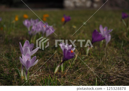 delicate purple crocuses in a clearing on a sunny spring day. first flowers after winter and the change of seasons delicate purple crocuses in a clearing on a sunny spring day. first flowers after winter and the change of seasons 125328878