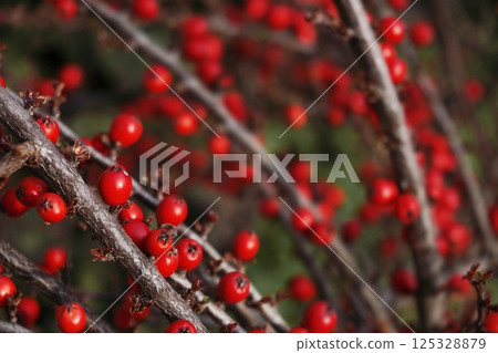 Bright red holly berries on branches as background, Winterberry Christmas 125328879