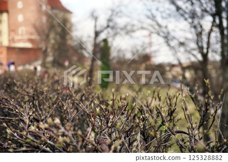 Fresh green leaves are on branches on bushes. Blurred city background, spring season changes. 125328882