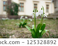 close-up group of white snowdrops in a clearing. spring sign, season change. copy space Galanthus nivalis 125328892