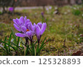 delicate purple crocuses in a clearing on a sunny spring day. first flowers after winter and the change of seasons 125328893