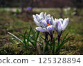 delicate purple crocuses in a clearing on a sunny spring day. first flowers after winter and the change of seasons 125328894