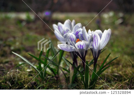 delicate purple crocuses in a clearing on a sunny spring day. first flowers after winter and the change of seasons 125328894