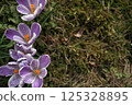 delicate purple crocuses in a clearing on a sunny spring day. first flowers after winter and the change of seasons 125328895