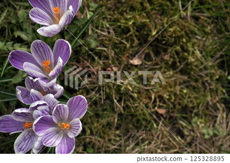 delicate purple crocuses in a clearing on a sunny spring day. first flowers after winter and the change of seasons 125328895