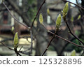 The branches with swollen magnolia buds in spring on blurred background 125328896