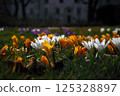 delicate yellow and white crocuses in a clearing on a sunny spring day. first flowers after winter and the change of seasons 125328897