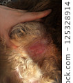 Close up cat belly skin without fur,an injured animal. Leaked painful place, veterinary help for health pet. 125328914