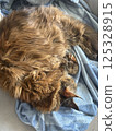 Relaxing ginger, the multicolor cat is sleeping on grey sofa. Closed eyes, maincoon 125328915