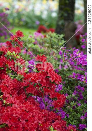 Blooming rhododendron in garden Blooming rhododendron in garden 125329002