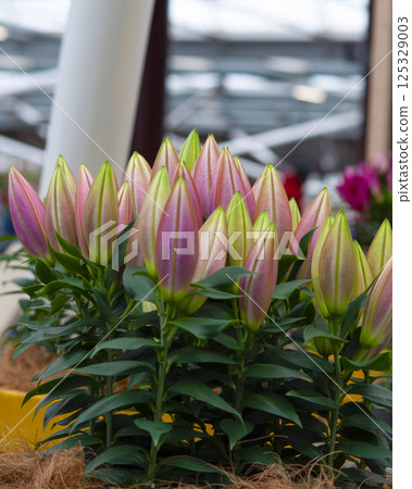 lilium Bulbous lily is a species of perennial herbaceous plants belonging to the genus Lilium. lilies open in the garden lilium Bulbous lily is a species of perennial herbaceous plants belonging to the genus Lilium. lilies open in the garden 125329003