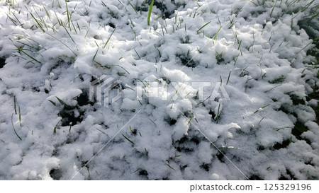 Snow covers green grass in a spring landscape creating a unique contrast in nature 125329196
