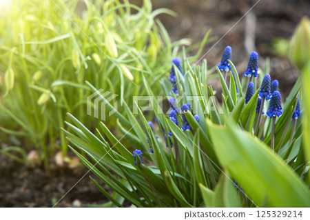 Bright spring flowers of blue muscari and unopened hazel grouse flowers grow in a flowerbed on a sunny spring day. Concept of gardening, floriculture, growing homemade flowers Bright spring flowers of blue muscari and unopened hazel grouse flowers grow in a flowerbed on a sunny spring day. Concept of gardening, floriculture, growing homemade flowers 125329214