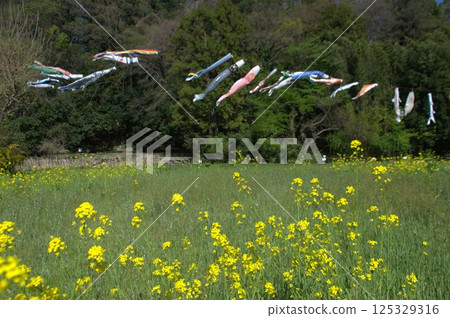 強姦花和鯉魚飄帶 125329316