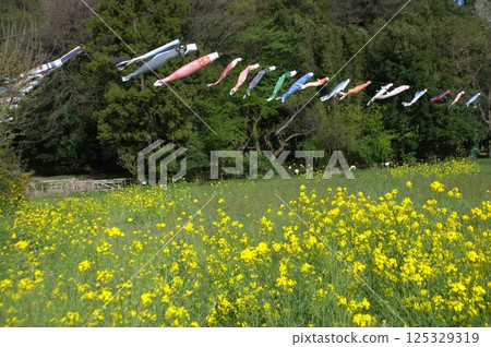 Rape blossoms and carp streamers 125329319