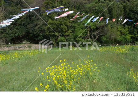 Rape blossoms and carp streamers 125329551