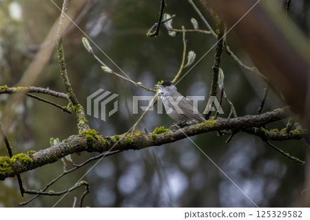 Morning in the forest, a male bird sits on a tree branch and sings. 125329582