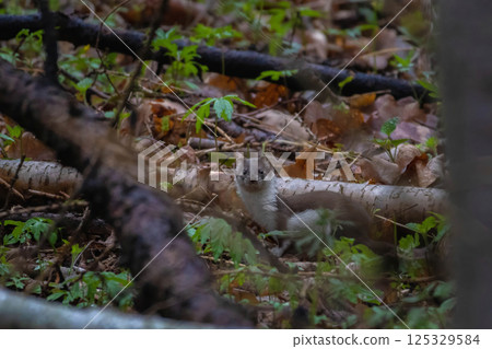 weasel found in a forest in springtime 125329584