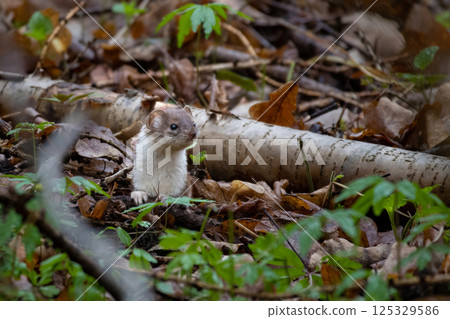 weasel found in a forest in springtime 125329586