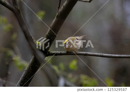 Goldcrest smallest bird in the family Sylviidae 125329587