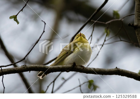 green and white bird, the wood warbler green and white bird, the wood warbler 125329588