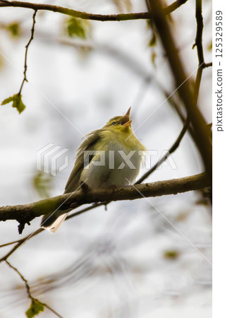 green and white bird, the wood warbler 125329589