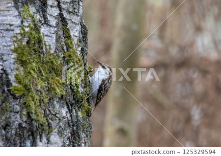 Eurasian or common treecreeper (Certhia familiaris) climbs up the birch 125329594
