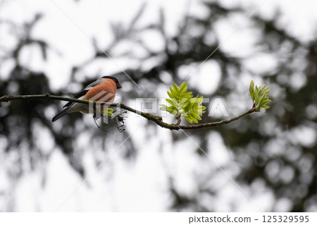 Eurasian bullfinch ( Pyrrhula pyrrhula) sitting on the branch 125329595