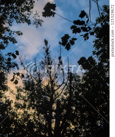 branches against the light 125329672