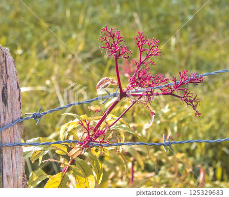 fence wire with plant growing fence wire with plant growing 125329683